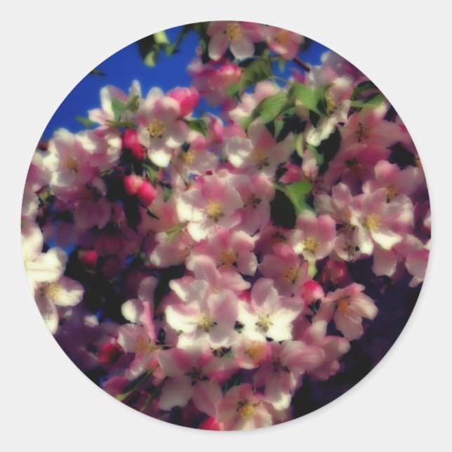 Rosa Vår Blommar Flower Runt Klistermärke (Framsida)