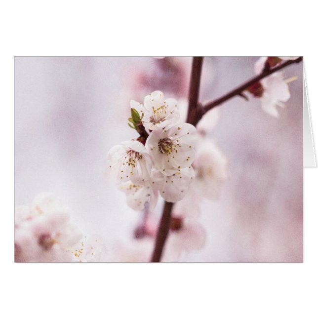 Rosa vår blommar hälsningskort (Framsidan Horizontal)