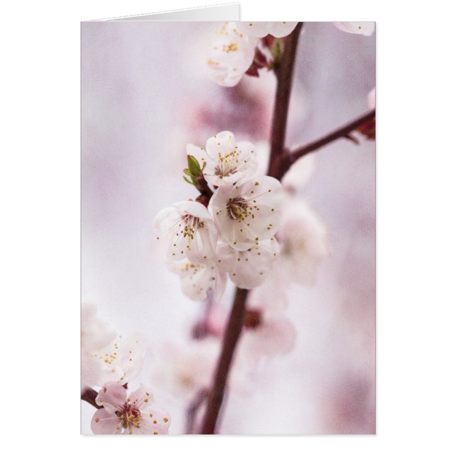 Rosa vår blommar hälsningskort (Framsidan)