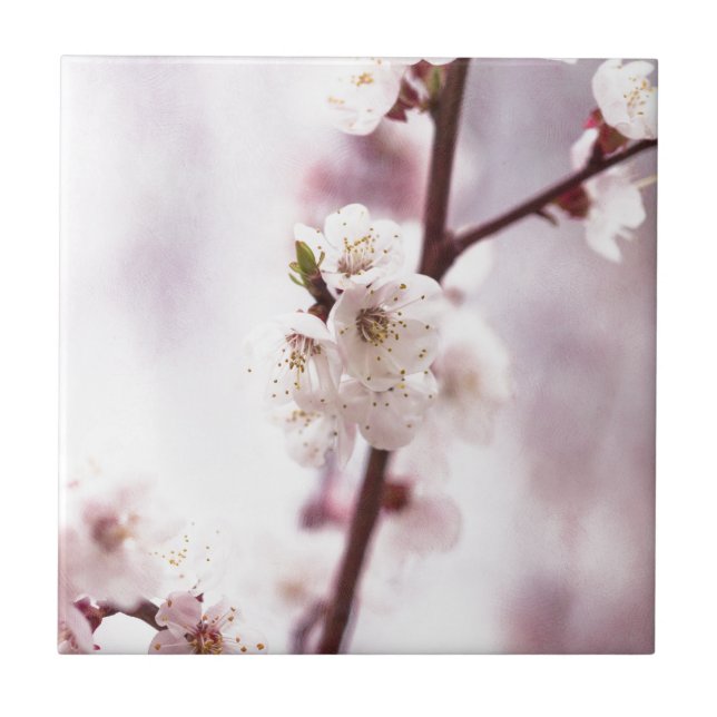 Rosa vår blommar kakelplatta (Framsidan)