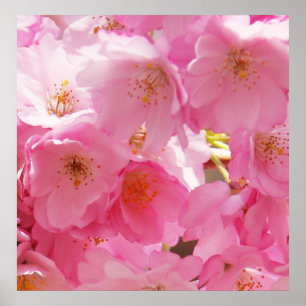 Rosa Vår Blommar Poster