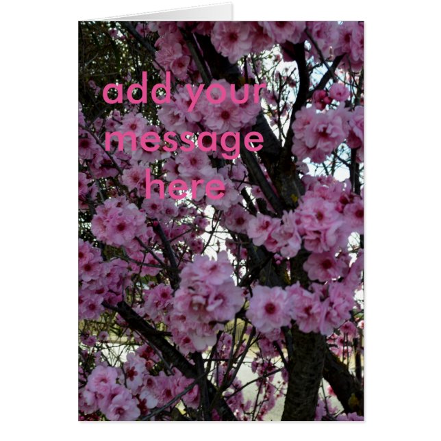 Rosa Vår Blommar Träd, Hälsningskort (Framsidan)