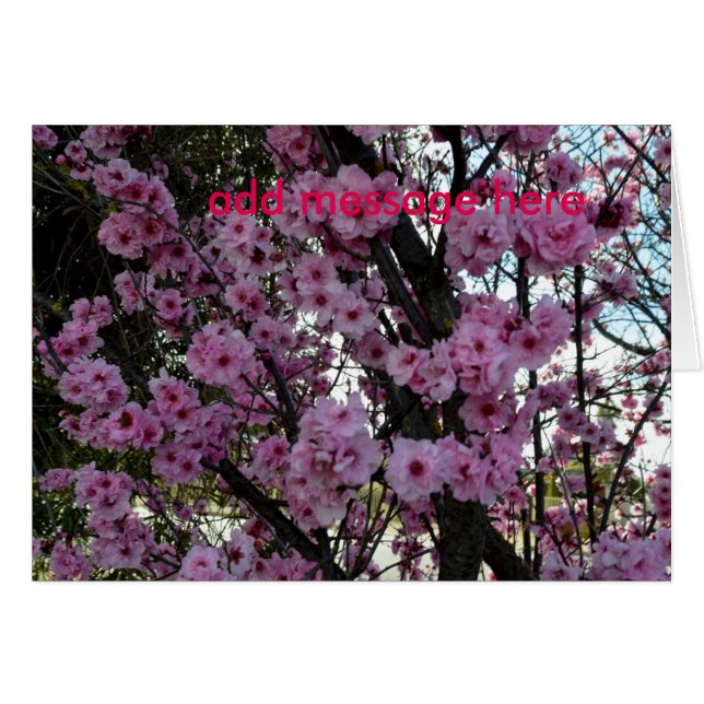 Rosa Vår Blommar Träd, Hälsningskort (Framsidan Horizontal)