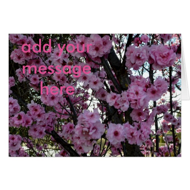 Rosa Vår Blommar Träd, OBS Kort (Framsidan Horizontal)