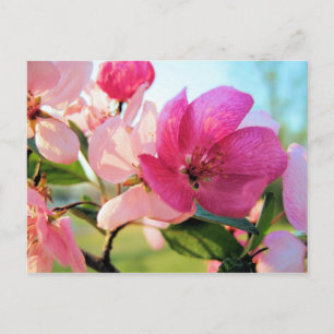 Rosa Vår Blommar vykort