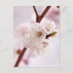 Rosa vår blommar vykort