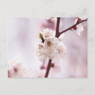 Rosa vår blommar vykort