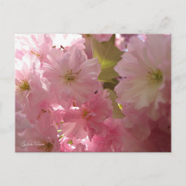 Rosa Vår Blommar Vykort