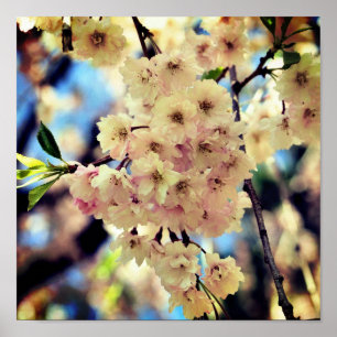 Rosa Vår blommor Blommar 3 Stäng upp Poster