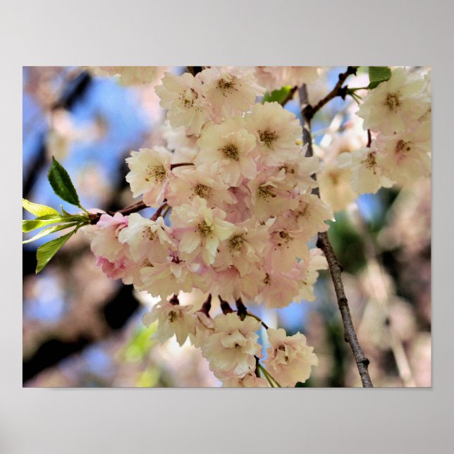 Rosa Vår FLODER Blommar 3 Poster (Framsidan)