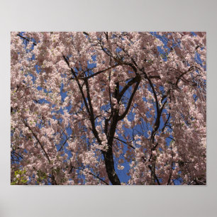 Rosa Vår Flower Blommar Parbrella Blå himmel Poster
