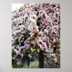 ROSA VÅR japanska Magnolien poster