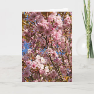 Rosa vår körsbärsblomning kort