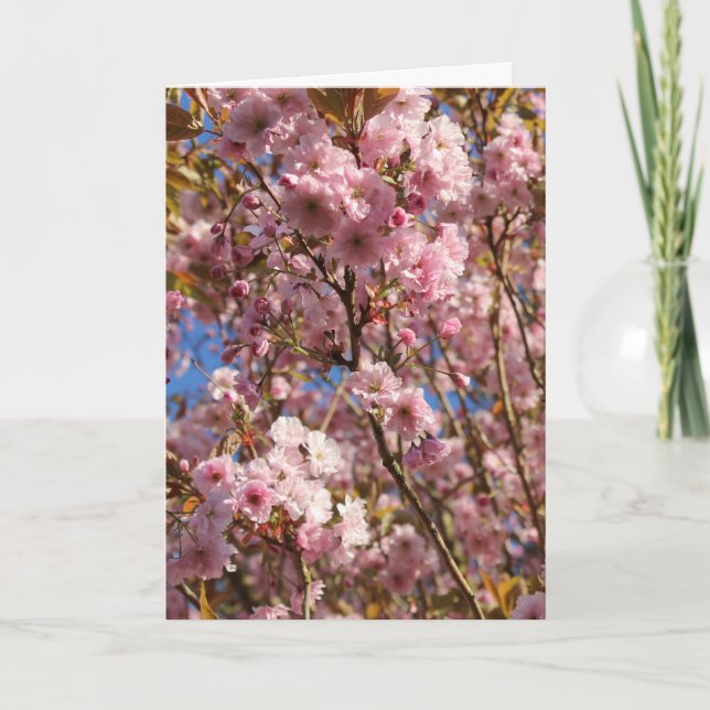 Rosa vår körsbärsblomning kort (Framsida)
