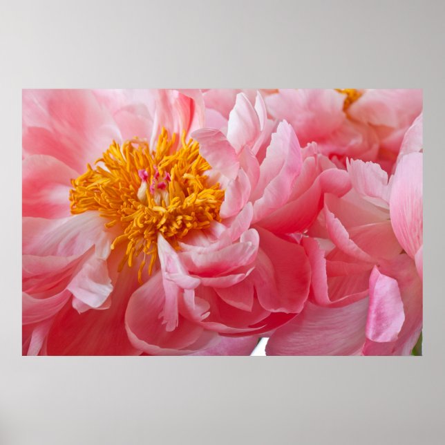 Rosa Vår Peony Flower - Peonies Template Poster (Framsidan)
