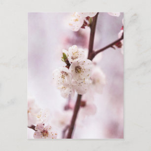 Rosa vårblommor vykort