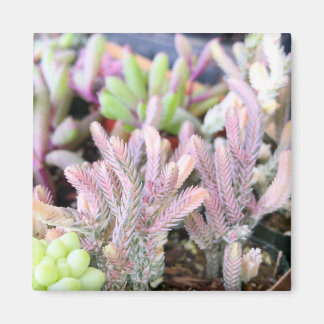 Rosa Variegated Crassula Watch chain Succulent Magnet