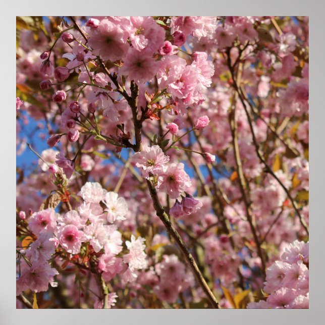 Rosa vårkörsbärsblomning poster (Framsidan)