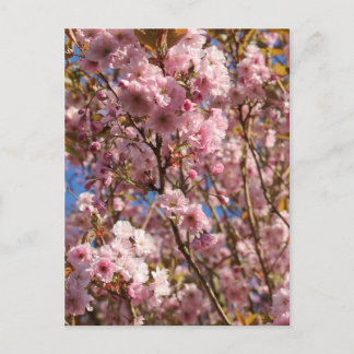 Rosa vårkörsbärsblomning vykort
