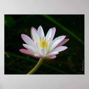 Rosa vatten-blomma, upp till 24 x 18 tum Foto Poster