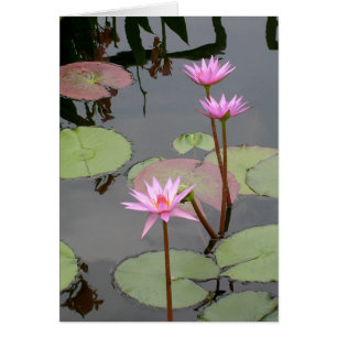 Rosa Vatten Lilies Hälsningskort