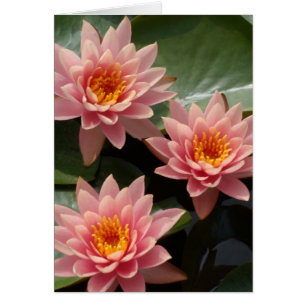 Rosa Vatten Lilies Hälsningskort