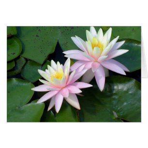 Rosa Vatten Lilies Hälsningskort
