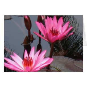 Rosa Vatten Lilies OBS Kort