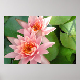 Rosa Vatten Lilies Splendor Poster