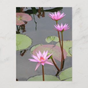 Rosa Vatten Lilies Vykort