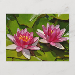 Rosa vatten lilies vykort
