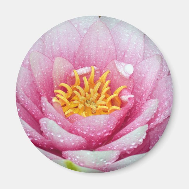 Rosa vatten lilja magnet (Framsidan)