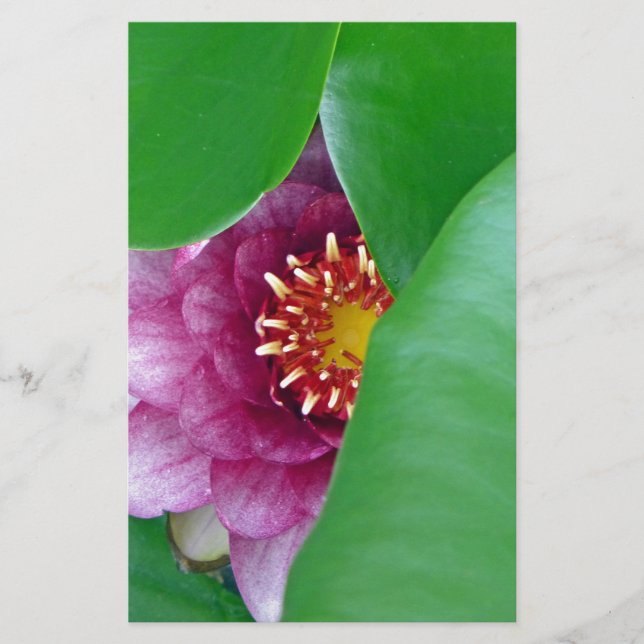 Rosa Vatten Lily Brevpapper (Framsida)