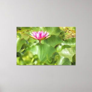 Rosa Vatten Lily Canvastryck