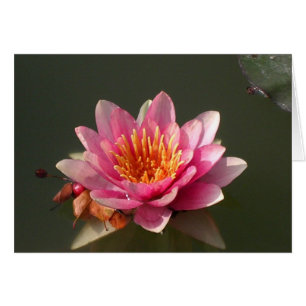 Rosa Vatten Lily Hälsningskort