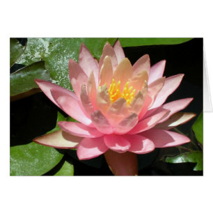 Rosa Vatten Lily Hälsningskort