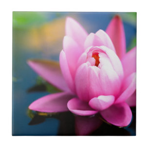 Rosa Vatten Lily Kakelplatta
