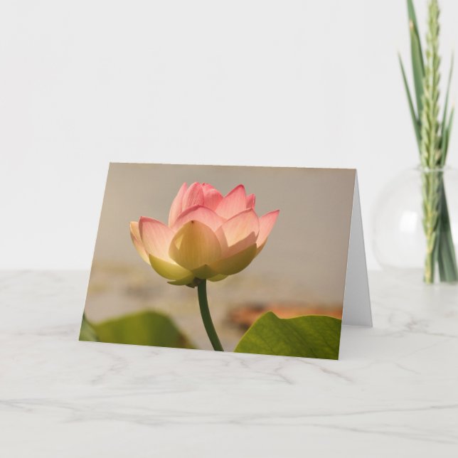 Rosa Vatten Lily Kort (Framsida)