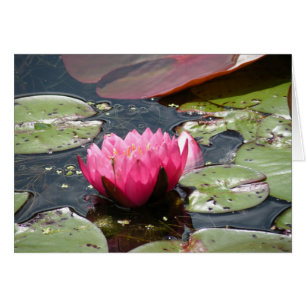 Rosa Vatten Lily-kort OBS Kort
