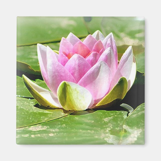 Rosa Vatten Lily Magnet - Square (Framsidan)