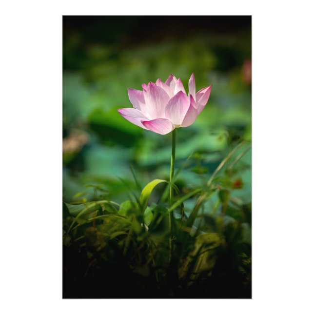 Rosa Vatten Lily Photo Print Fototryck (Framsidan)
