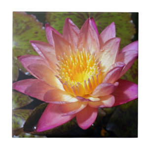 Rosa Vatten Lily Photograph Kakelplatta