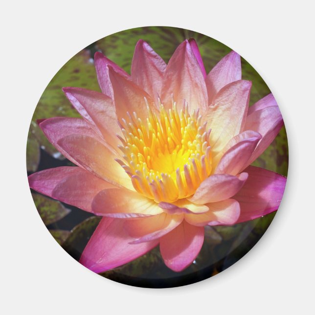 Rosa Vatten Lily Photograph Magnet (Framsidan)