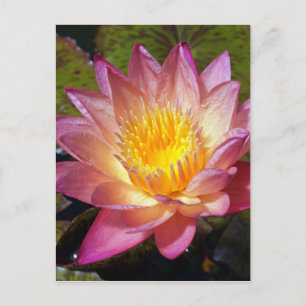 Rosa Vatten Lily Photograph Vykort