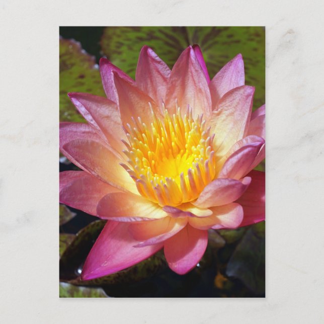 Rosa Vatten Lily Photograph Vykort (Framsida)