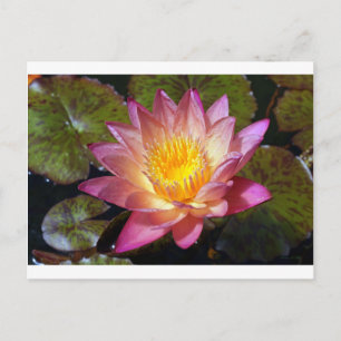 Rosa Vatten Lily Photograph Vykort