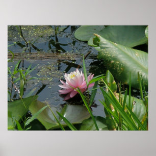 Rosa Vatten Lily Poster