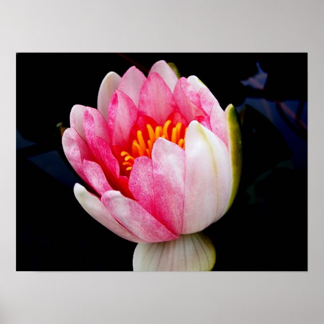 Rosa Vatten Lily Poster (Framsidan)