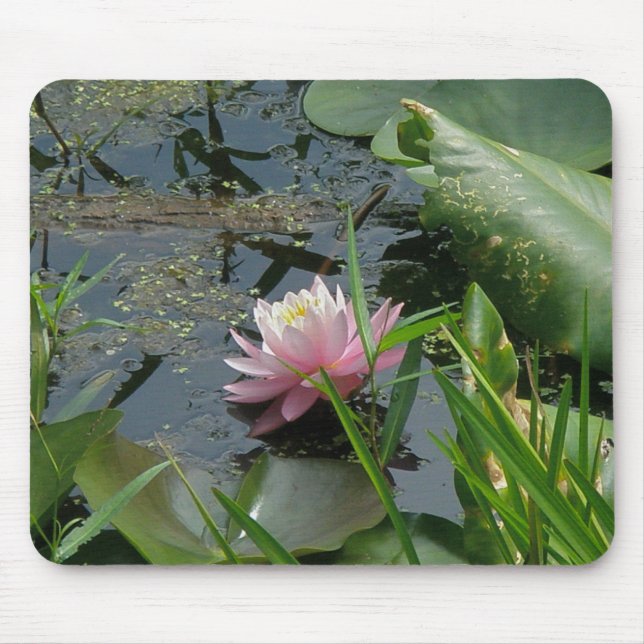 Rosa Vatten Lily Samordningsobjekt Musmatta (Framsidan)