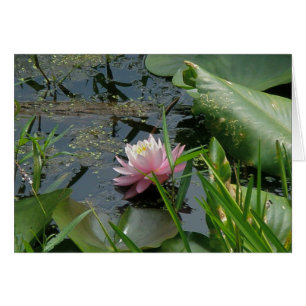 Rosa Vatten Lily Samordningsobjekt OBS Kort